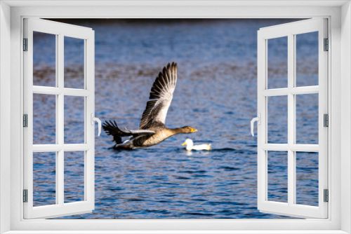 Fototapeta Naklejka Na Ścianę Okno 3D - The flying greylag goose, Anser anser is a species of large goose