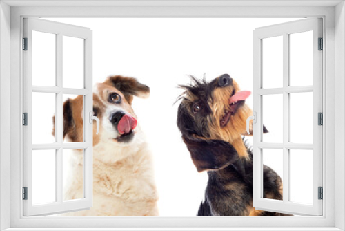 Fototapeta Naklejka Na Ścianę Okno 3D - Two cute dogs