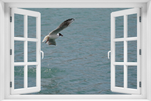 Fototapeta Naklejka Na Ścianę Okno 3D - A seagull flying over the sea