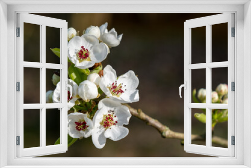 Fototapeta Naklejka Na Ścianę Okno 3D - Fleurs d'arbuste blanches