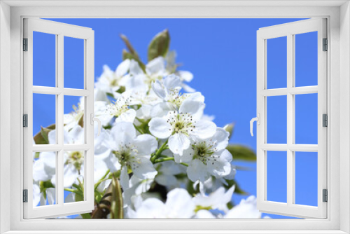 Fototapeta Naklejka Na Ścianę Okno 3D - 真っ白な梨の花
