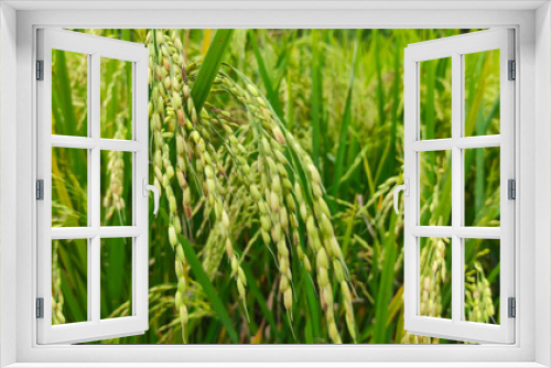 Fototapeta Naklejka Na Ścianę Okno 3D - Abstract Defocused rice that is starting to turn yellow and ready to harvest in the Cikancung area, Indonesia