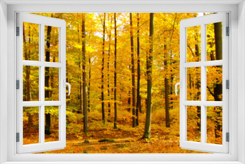 Fototapeta Naklejka Na Ścianę Okno 3D - Golden autumn in the beech forest.
