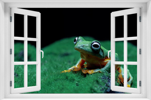 Fototapeta Naklejka Na Ścianę Okno 3D - Flying frog on grass, java tree frog, Rhacophorus reinwardtii 