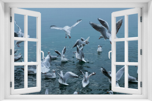 Fototapeta Naklejka Na Ścianę Okno 3D - Seagulls on the water. Birds of the Black Sea, Odessa.