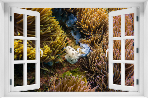 Fototapeta Naklejka Na Ścianę Okno 3D - Nudibranch in the sea anemone colonies, natural sea 