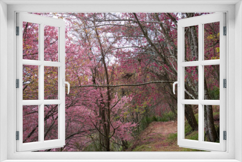 Fototapeta Naklejka Na Ścianę Okno 3D - Beautiful pink cherry blooms (sakura tree) in the park.