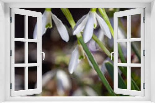 Fototapeta Naklejka Na Ścianę Okno 3D - White snowdrop flower, close up. Galanthus blossoms illuminated by the sun in the green blurred background, early spring. Galanthus nivalis bulbous, perennial herbaceous plant in Amaryllidaceae family