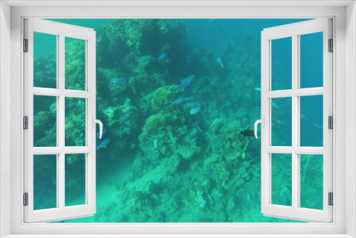 Fototapeta Naklejka Na Ścianę Okno 3D - Riff/Koralle