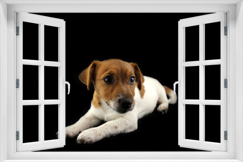 Fototapeta Naklejka Na Ścianę Okno 3D - Jack Russell Terrier. Cute three-month puppy. Black background. Selective focus