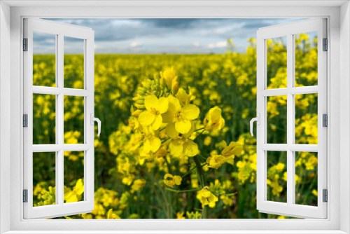 Fototapeta Naklejka Na Ścianę Okno 3D - Close up bright yellow Canola flower over blurred background. Rapeseed flowers in the field, also known as Swede, Colza, Coleseed and Rutabaga.