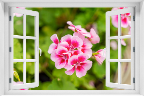Fototapeta Naklejka Na Ścianę Okno 3D - Pink geranium flower on green foliage, selective focus
