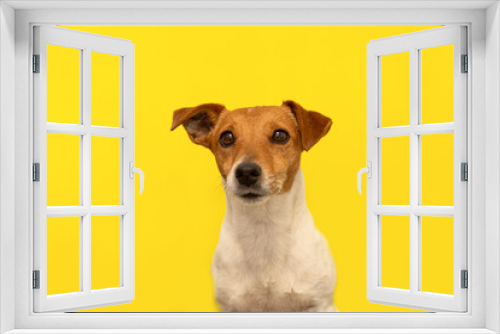 Fototapeta Naklejka Na Ścianę Okno 3D - Jack Russell terrier on a yellow background. Pets. A thoroughbred dog. Portrait