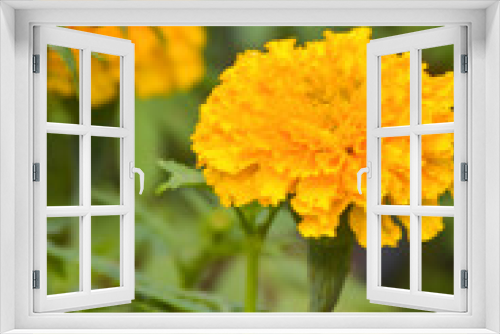 Fototapeta Naklejka Na Ścianę Okno 3D - marigolds blooming and blur soft baclground beautiful