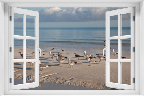 Fototapeta Naklejka Na Ścianę Okno 3D - Seagulls walk along the beach on the coast
