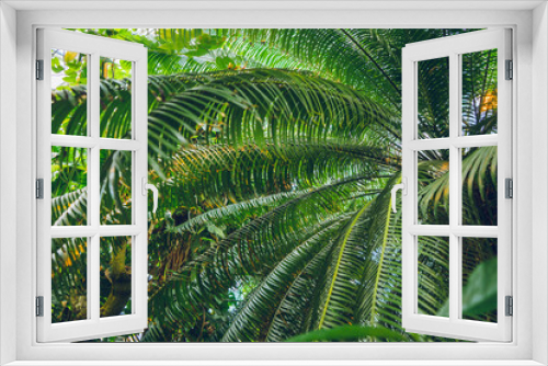 Fototapeta Naklejka Na Ścianę Okno 3D - Tropical background green leaf plant South America forest jungle palm. The background image is green, the colors of the leaves are perfect for seasonal use.