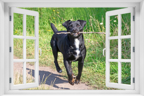 Fototapeta Naklejka Na Ścianę Okno 3D - Black terrier carries stick on the mouth and green grass as background
