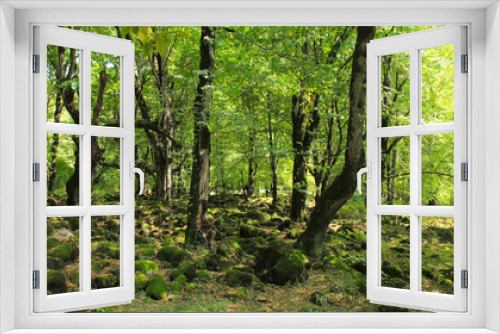 Fototapeta Naklejka Na Ścianę Okno 3D - Moss covered stones in the forest.