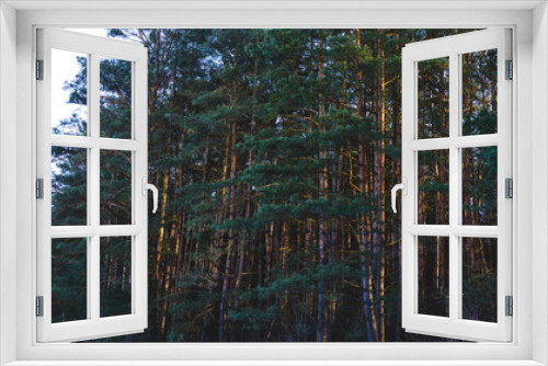 Fototapeta Naklejka Na Ścianę Okno 3D - Trunks of growing pine trees. Pine forest