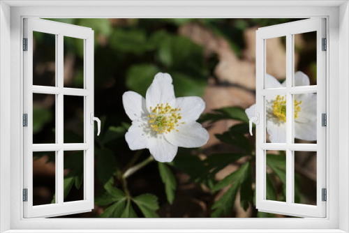 Fototapeta Naklejka Na Ścianę Okno 3D - Anemone nemorosa - early flowers in the forest in spring