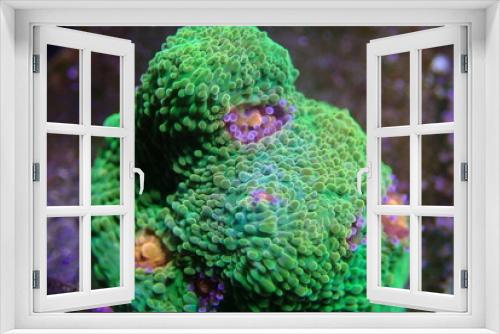Fototapeta Naklejka Na Ścianę Okno 3D - 3d Mummy eye Chalice large polyps stony coral