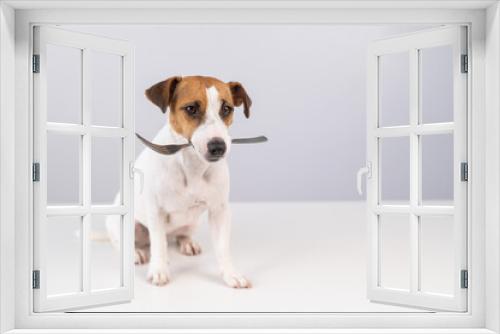 Fototapeta Naklejka Na Ścianę Okno 3D - Portrait of a dog Jack Russell Terrier holding a fork in his mouth on a white background. Copy space. 