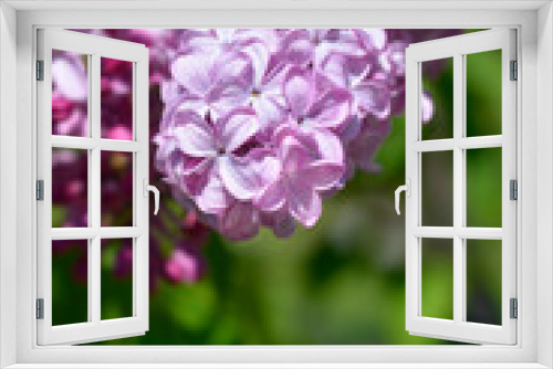 Fototapeta Naklejka Na Ścianę Okno 3D - Lilac Esther Staley