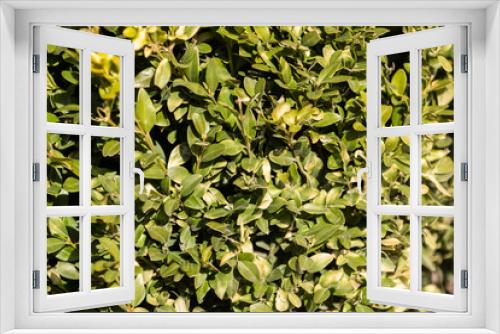 Fototapeta Naklejka Na Ścianę Okno 3D - Macro photography of green leaves of boxwood
