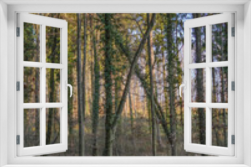 Fototapeta Naklejka Na Ścianę Okno 3D - Toter Baum im Wald