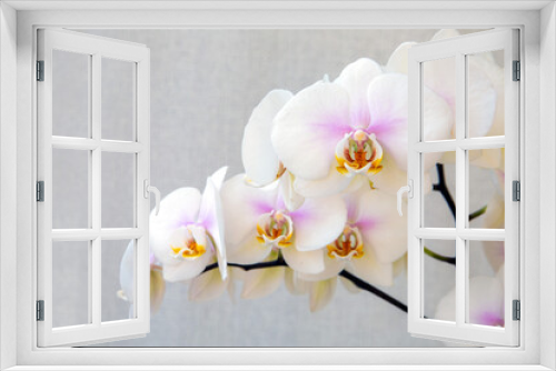 Fototapeta Naklejka Na Ścianę Okno 3D - Blooming white orchid on a light background with copy space. Floriculture, house plants, hobby.