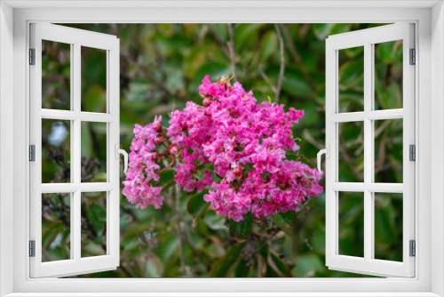 Fototapeta Naklejka Na Ścianę Okno 3D - Pink Pride of India flower