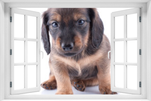 Fototapeta Naklejka Na Ścianę Okno 3D - puppy