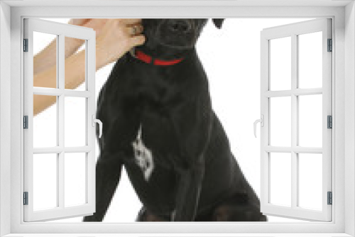 Fototapeta Naklejka Na Ścianę Okno 3D - putting on a dog collar