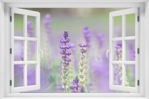 Fototapeta Naklejka Na Ścianę Okno 3D - Purple Lupines blossoming in Spring