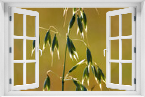 Fototapeta Naklejka Na Ścianę Okno 3D - Haferpflanze