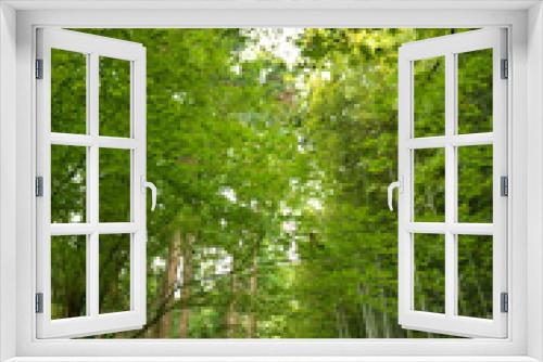 Fototapeta Naklejka Na Ścianę Okno 3D - 緑の竹藪の小道