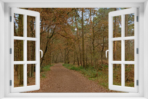 Fototapeta Naklejka Na Ścianę Okno 3D - Path through an autumn forest in Kalmthout, Flanders, Belgiun