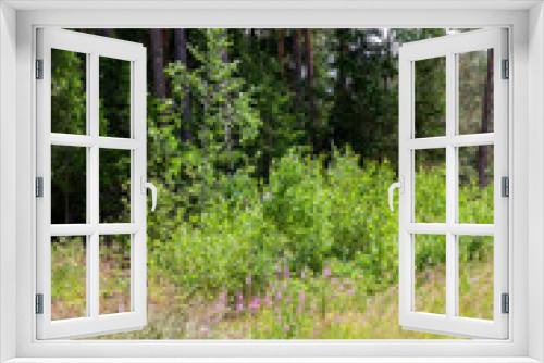 Fototapeta Naklejka Na Ścianę Okno 3D - nature with plants, grass and trees in cloudy weather