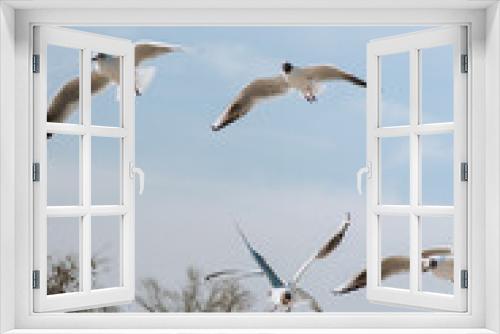 Fototapeta Naklejka Na Ścianę Okno 3D - Many large, beautiful, white sea gulls fly against the background of a blue sky with trees, soaring above the clouds and the ocean, spreading their long wings. Summer, spring photography of birds.