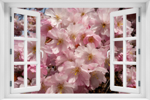 Fototapeta Naklejka Na Ścianę Okno 3D - Blooming cherry. Blossoming cherry tree. cherry blossoms