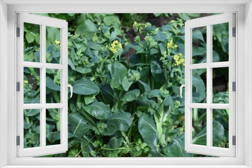Fototapeta Naklejka Na Ścianę Okno 3D - Japanese mustard spinach (Komatsuna) cultivation. Komatsuna is popular in the vegetable garden because it can be harvested in about 50 days after sowing and can be cultivated many times a year. 
