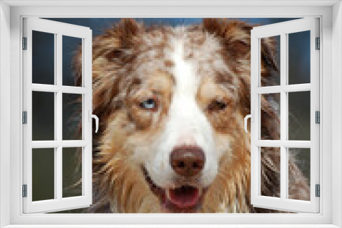 Fototapeta Naklejka Na Ścianę Okno 3D - Portrait von einem red-merle Australian Shepherd