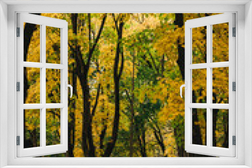 Fototapeta Naklejka Na Ścianę Okno 3D - colorful autumn park, yellow foliage on trees