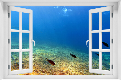 Fototapeta Naklejka Na Ścianę Okno 3D - Underwater world