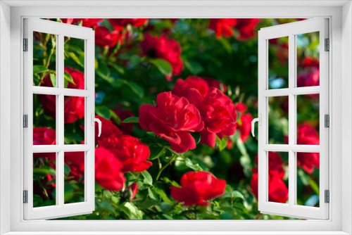 Fototapeta Naklejka Na Ścianę Okno 3D - Red roses with buds on a background of a green bush. Bush of red roses is blooming in the summer.