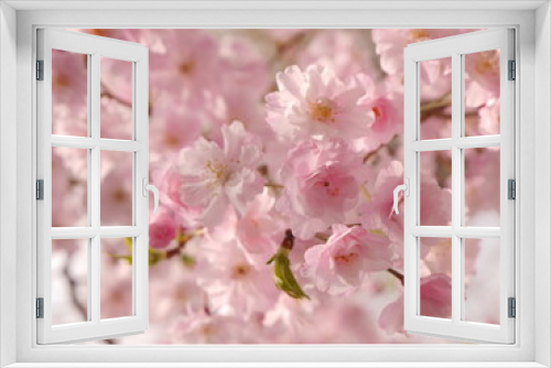 Fototapeta Naklejka Na Ścianę Okno 3D - cherry blossom
