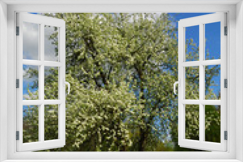 Fototapeta Naklejka Na Ścianę Okno 3D - flowered tree