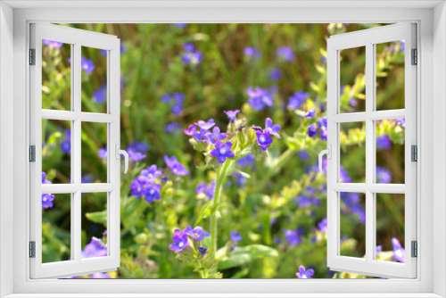 Fototapeta Naklejka Na Ścianę Okno 3D - Anchusa blooms in nature