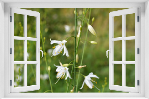 Fototapeta Naklejka Na Ścianę Okno 3D - Anthericum ramosum blooms in nature in summer
