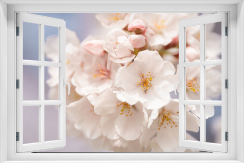 Fototapeta Naklejka Na Ścianę Okno 3D - 桜の花びら